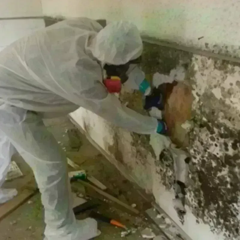 Mold Remediation and Removal in Hamilton County, KS